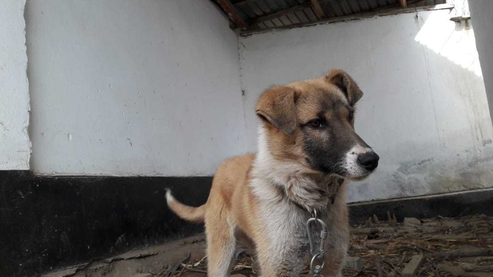 Красивая и ласковая девочка ищет семью