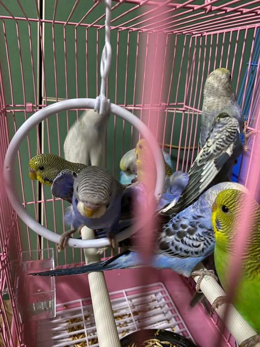 Волнистые попугаи