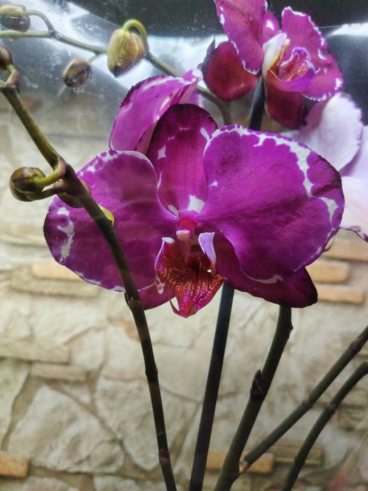 Орхидей Big Lip Голландия