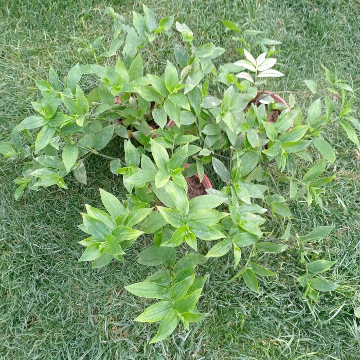 Традесканция (Tradescantia) — 25 см
