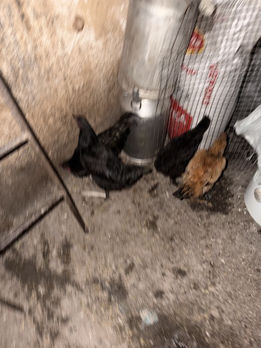 Продам курей и петуха