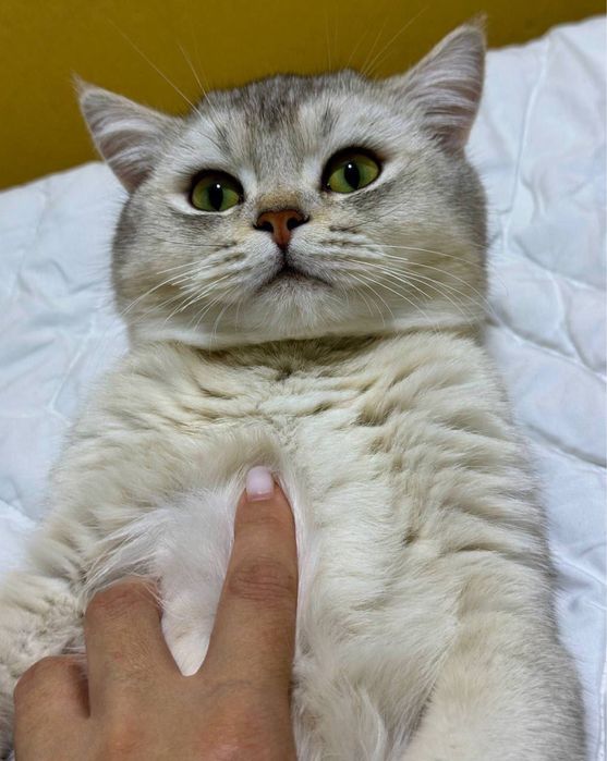Vyazka Britanskiy Shinshilla