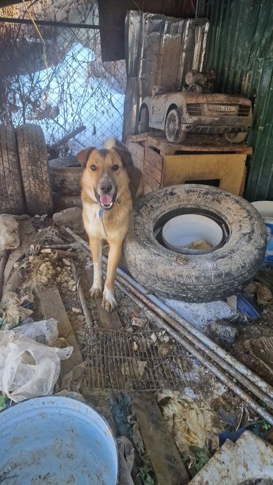 Отдам алабайчика в хорошие руки