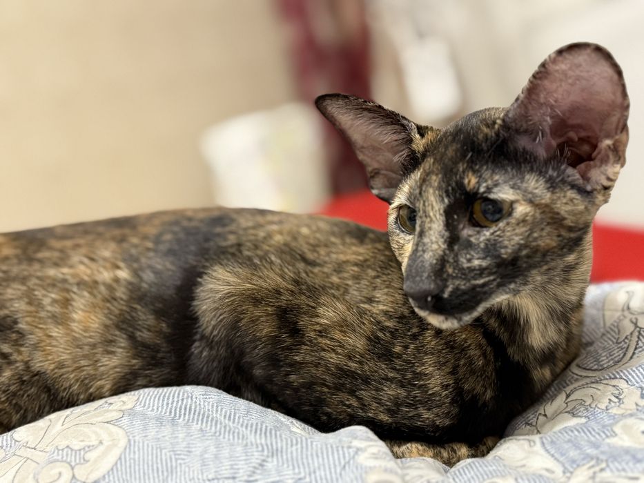 Ориентальная кошка Вязка