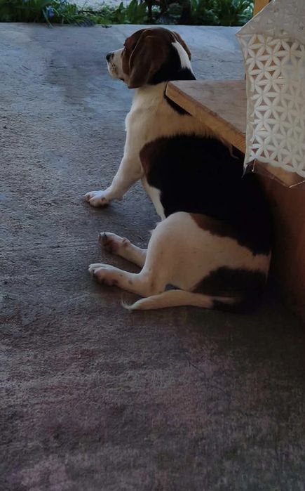 Подаряват се сладури