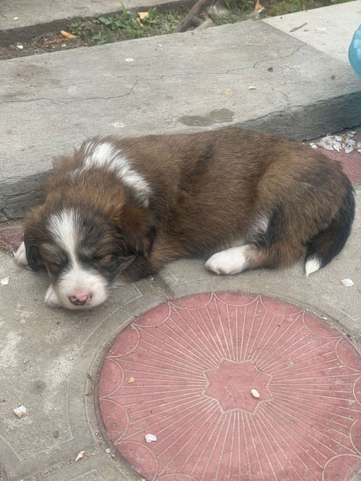 Щенки (принесут удачу)