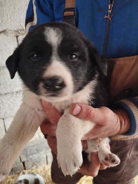 Отдам щенят девочки