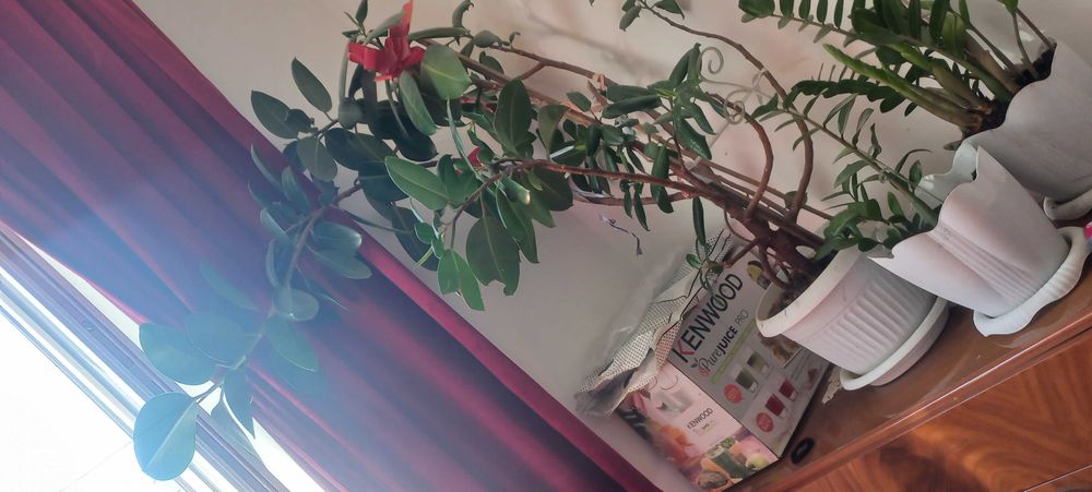 Продам фикус растение для дома