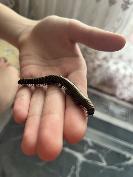 Кивсяки многоножки