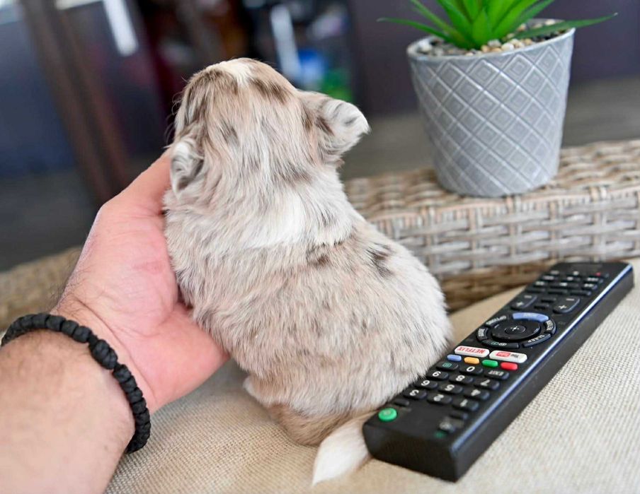 Мъжко дългокосместо мини чихуахуа шоколадово мерле