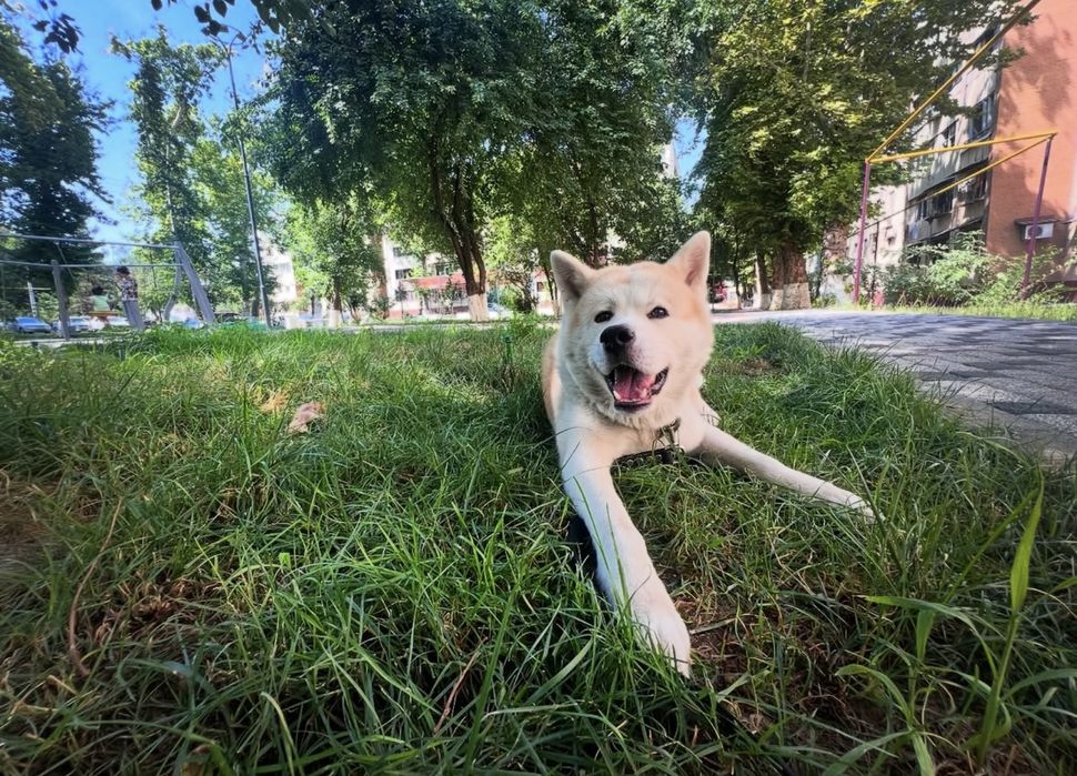 Ищем невесту для Акита-ину.