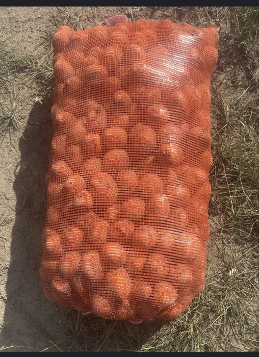 Картофель семена