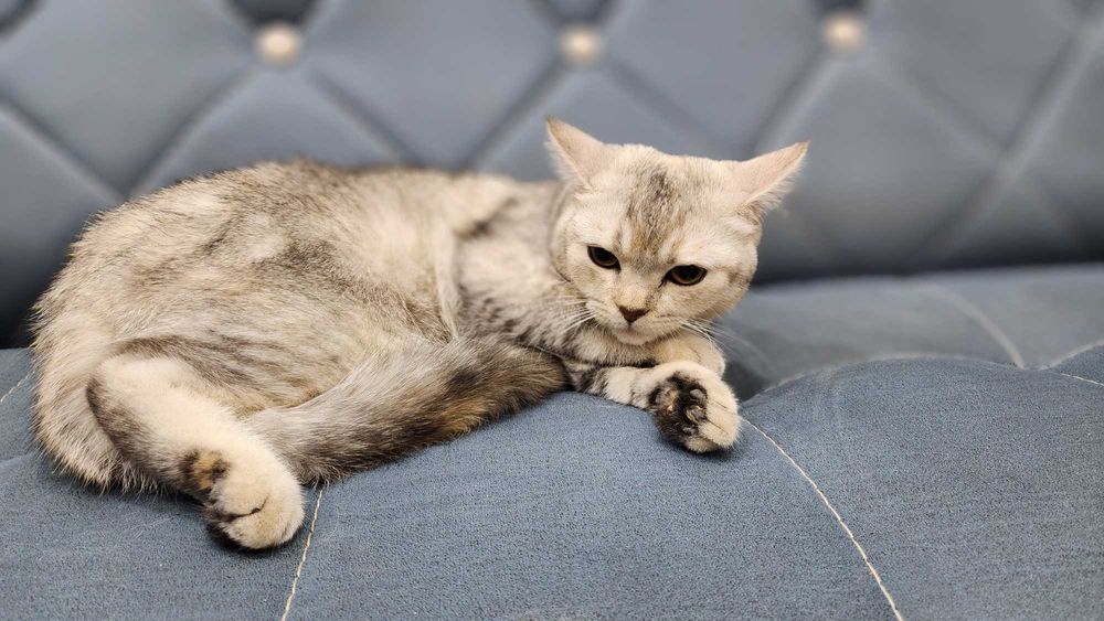 Британская шиншилла