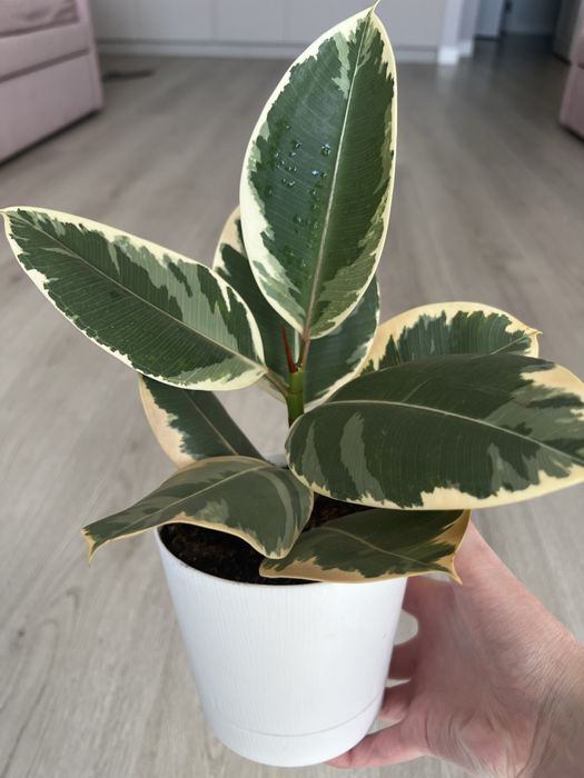 Продам комнатные цветы