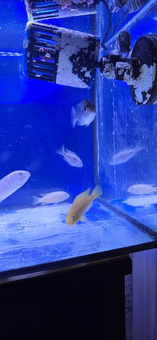 Ciclide africane malawi aulonocara mbuna Ieftin