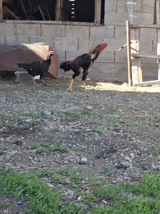 Продам петухов жужики