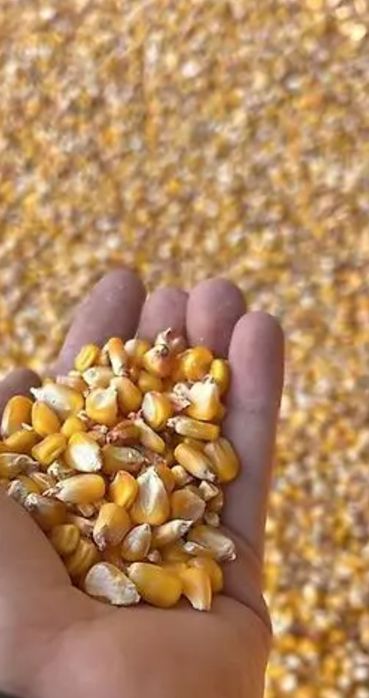 Жүгорі дән сорт ПИОНЕР