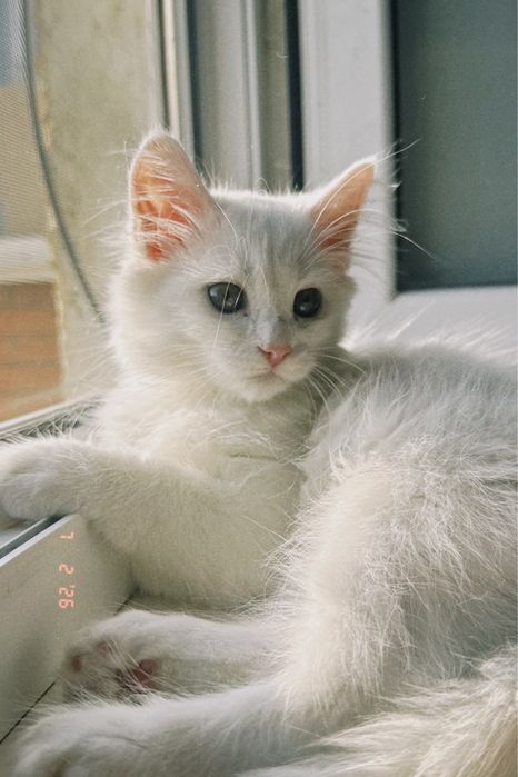 котёнок Тео!  Тео — мальчик, 4 месяца