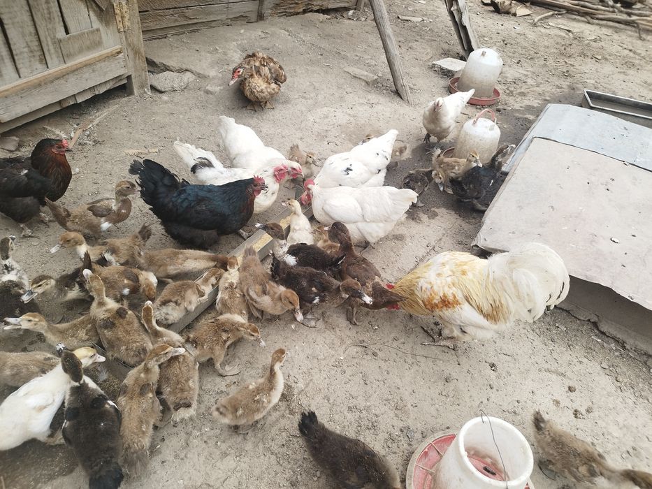 Продам утят индоуток
