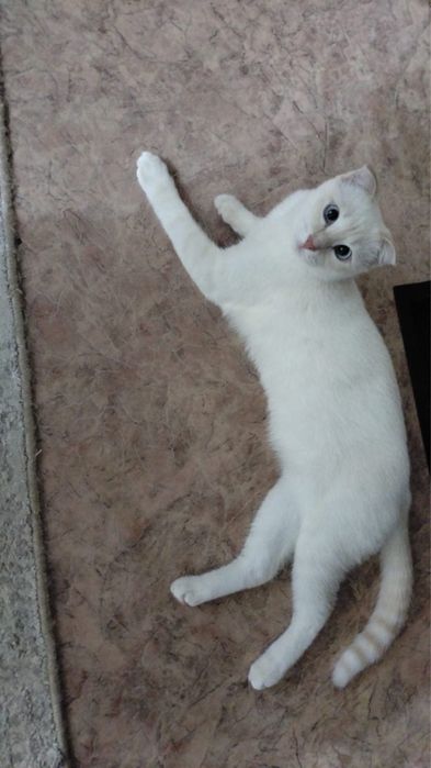 Бесплатно! Отдам кошечку в добрые руки