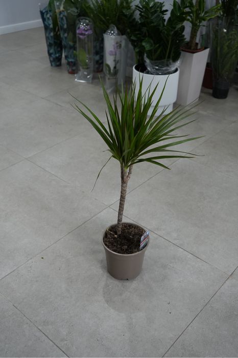 Драцена Маргината 70 см