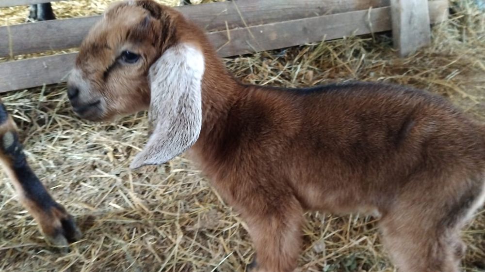 Tapisori anglo nubian