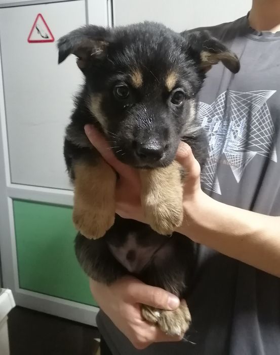 Домашний питомец