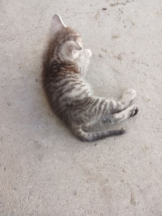 Отдам котят в добрые руки