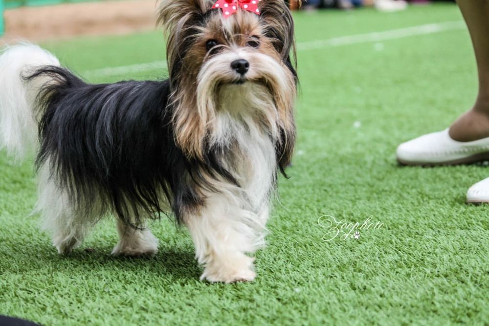 Продам щенков бивера, цветной Йорк, рассрочка каспи