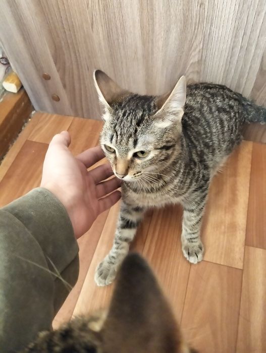 Отдаю котят в добрые руки