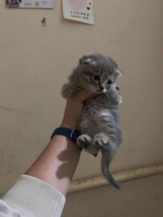 Продам шотландского вислоухогокотёнка