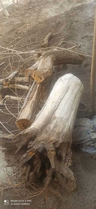 Утин, (драва,отин,otin,o'tin) сотаман. тутники