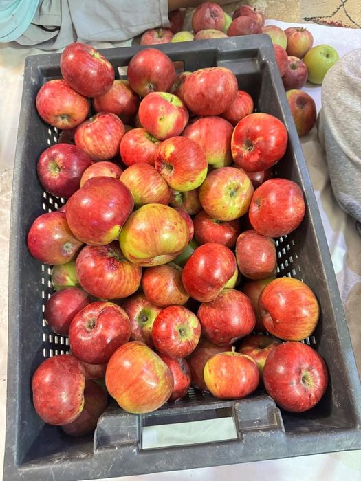 Продам Яблоки местные Отборные