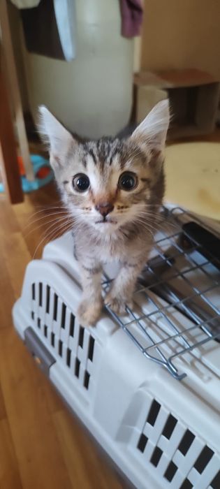 Котята мальчики 2 мес. с доставкой