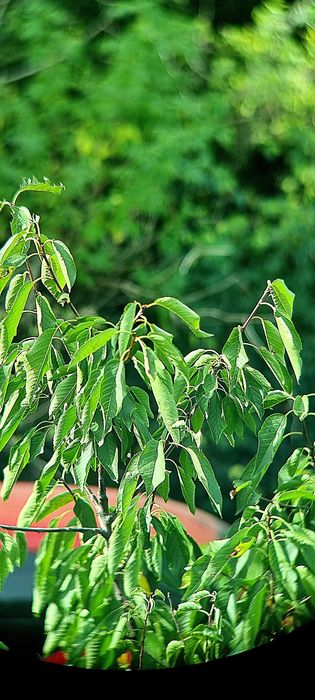 Binoclu Hensoldt Fero D 16