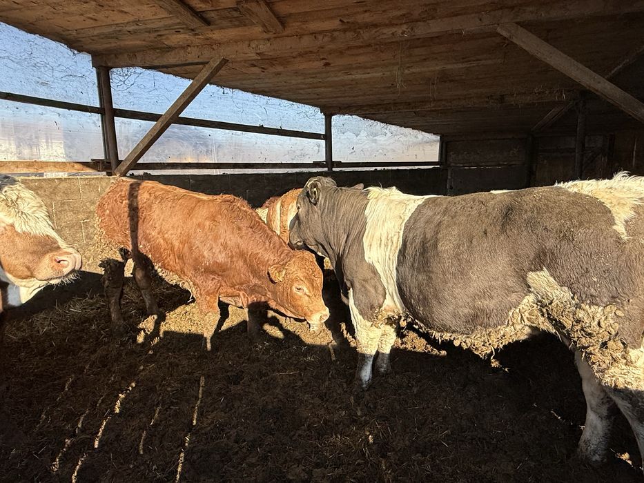 De vanzare taurasi si vitele