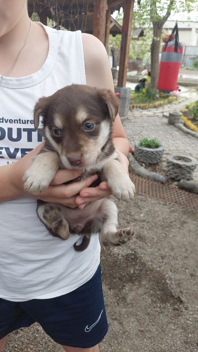 Щенки бесплатно отдам