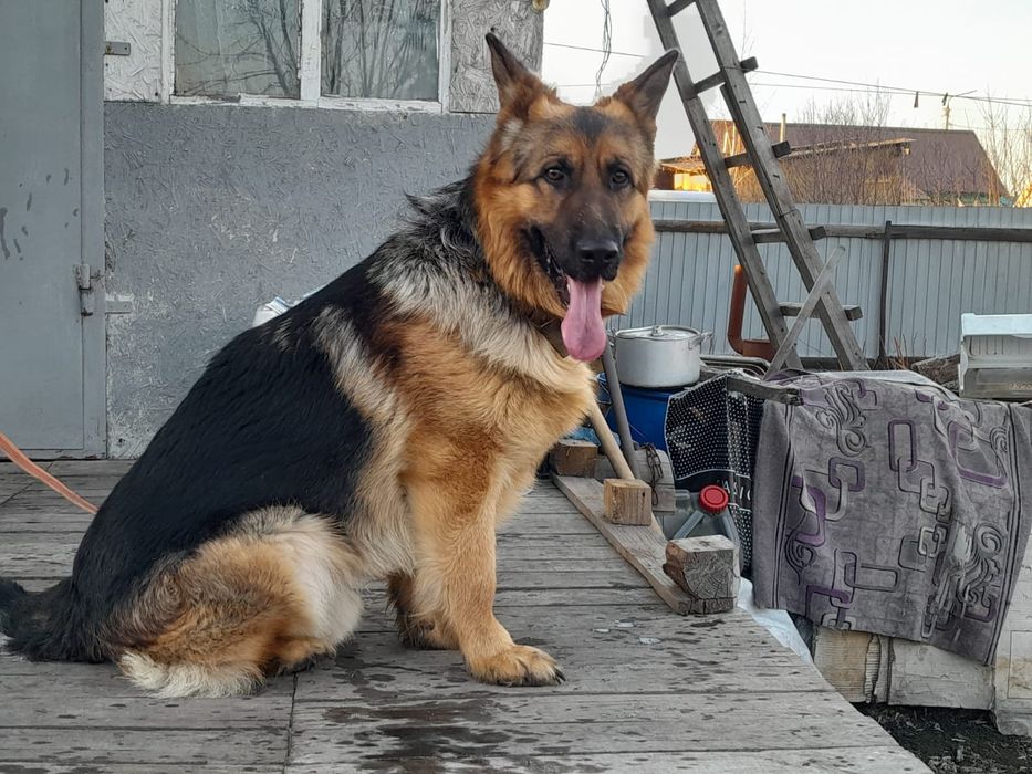 Немецкая овчарка