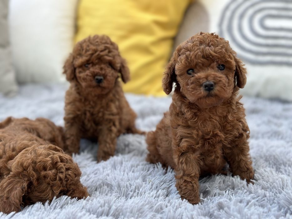 Пудел той (Poodle toy)