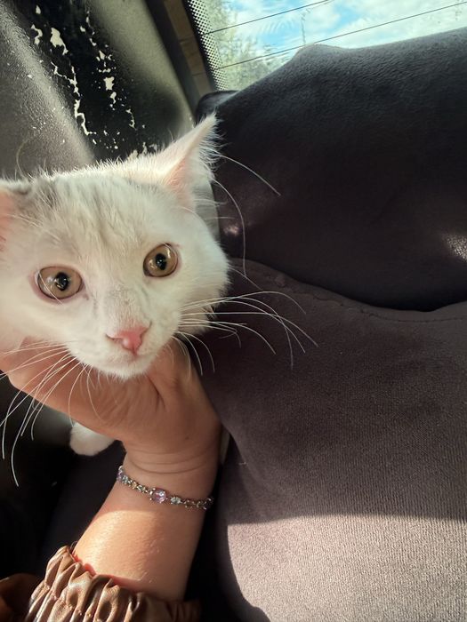 Котик бесплатно