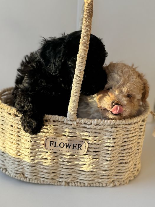 Щенок той-пудель, мальчик