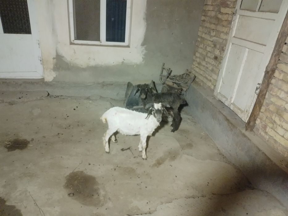 2 ta q6chqor Barra sotiladi  tezda
