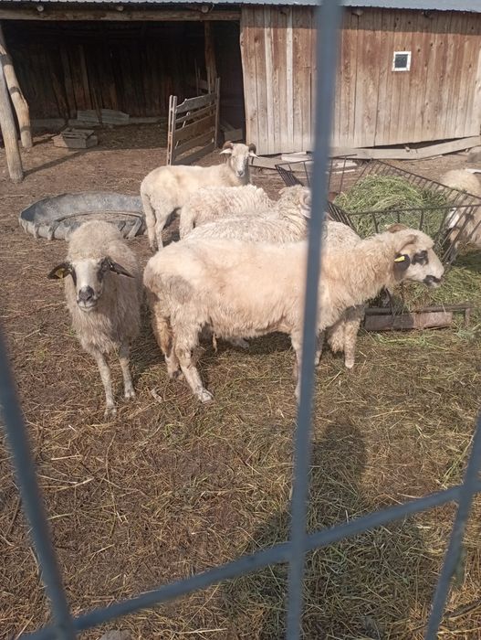 Vând 4 oi  și 3 miei