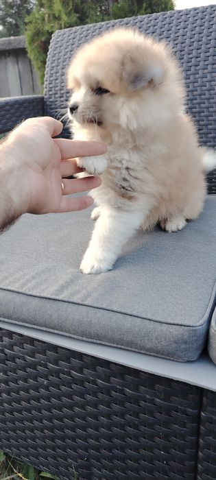 Disponibil Mascul Akita Inu Long Hair  cu pedigree