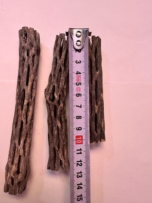 Кактус Чолла для аквариума