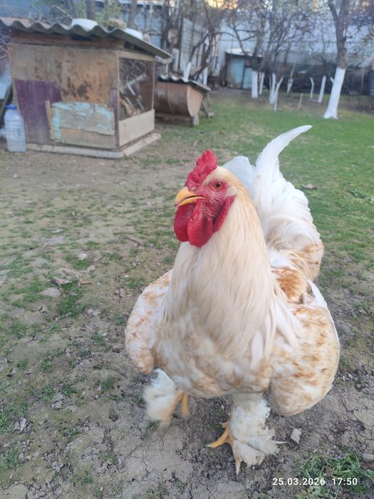 Продаётся чистокровный брама,10 месяцев крупный цвет белое золот