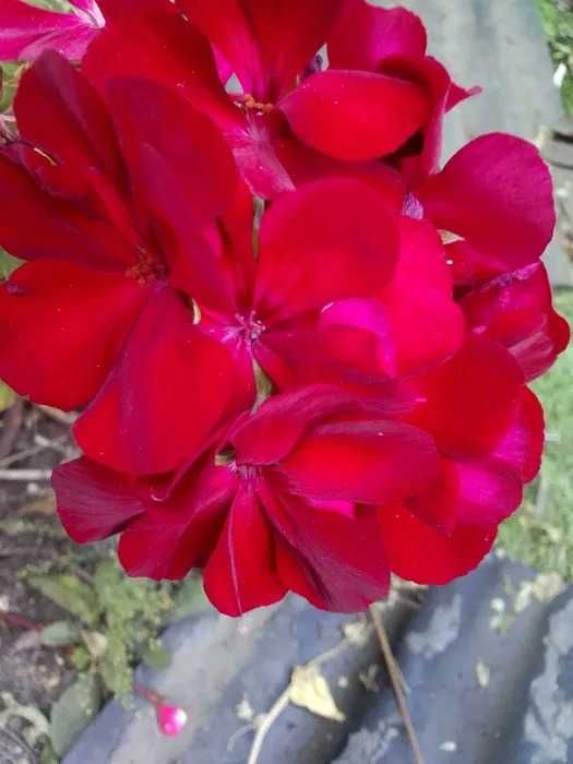 укорененные черенки герани