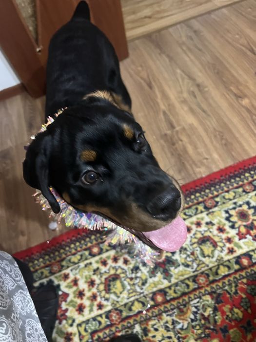 Ротвейлер 6 месяцев, девочка