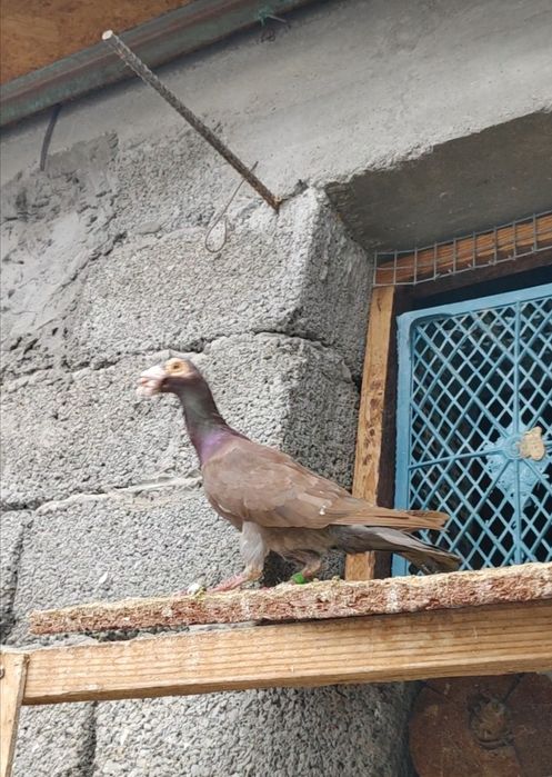 Голуби  драконы продажа