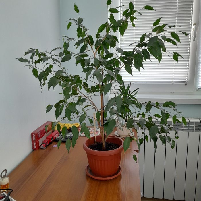 Бенджамин зелен около 70 см.